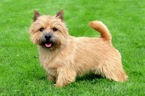 Norwich Terrier | Bil-Jac
