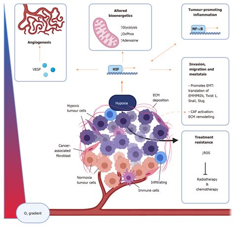 Hypoxia And Its Impact On The Tumour Microenvironment Of Gastroesophageal Cancers