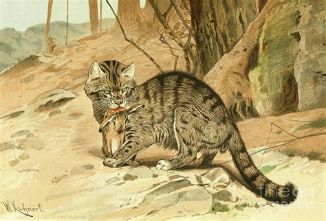 Wild Cat Felis Catus L5 Drawing By Historic Illustrations