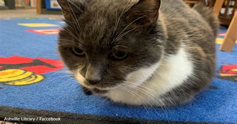 community rallies around to save 19 year old cat that lives at the library goodnews by greatergood