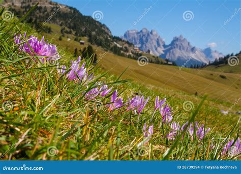 Flowers Of Dolomiti Mountain Stock Photo Image Of Hiking Mount 28739294