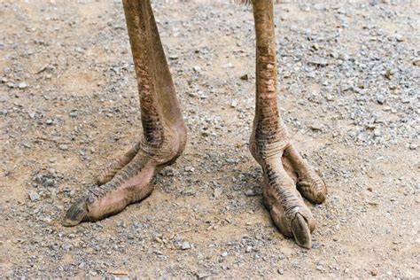 Ostrich Feet Stock Photo Image Of Zealand Copy Wellington 2329512