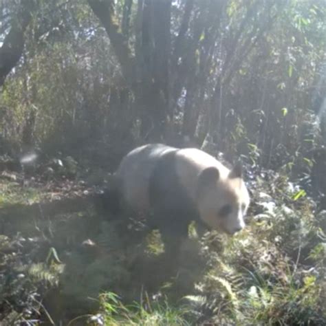Footage Of Suspected Pregnant Wild Giant Panda Captured In Sw China Cgtn