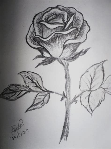 Rose Flower Images Pencil Drawing Prismacolor Pencil Rose Drawing
