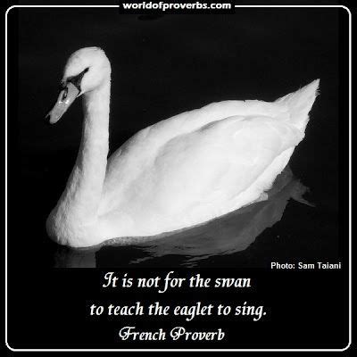 Beautiful Swan Quotes Shortquotes Cc