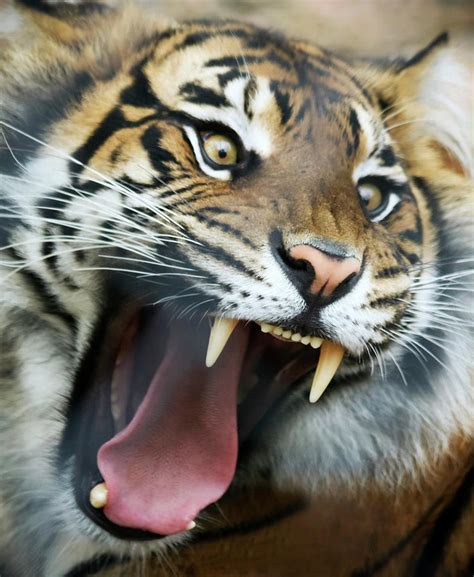 An Angry Tiger Roars Fiercely Photograph By Derrick Neill Fine Art