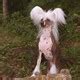 chinese crested pictures