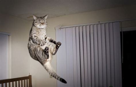 25 Photos Show You How Scared Cat Jumps High Cats Life Jumping Cat