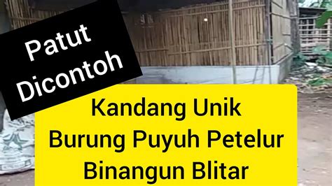 Untuk yang mau beli burung merpati atau mau tanya silahkan hubungi no wa saya 085702573264. Kandang burung puyuh unik / kandang burung puyuh murah ...