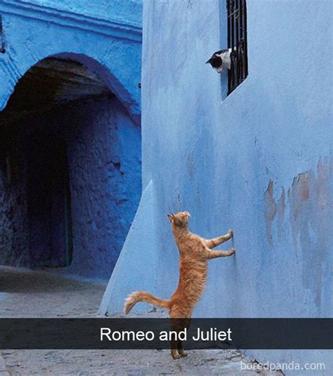 40 Hilarious Cat Snapchats That Will Leave You With The Biggest Smile