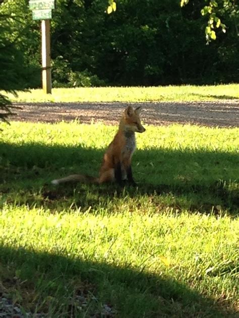 Where to stay in cherry springs state park? Throwback Thursday! Nature and wildlife right outside your ...