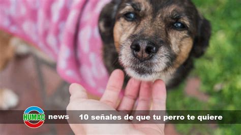 10 señales de que tu perro te quiere incondicionalmente humac