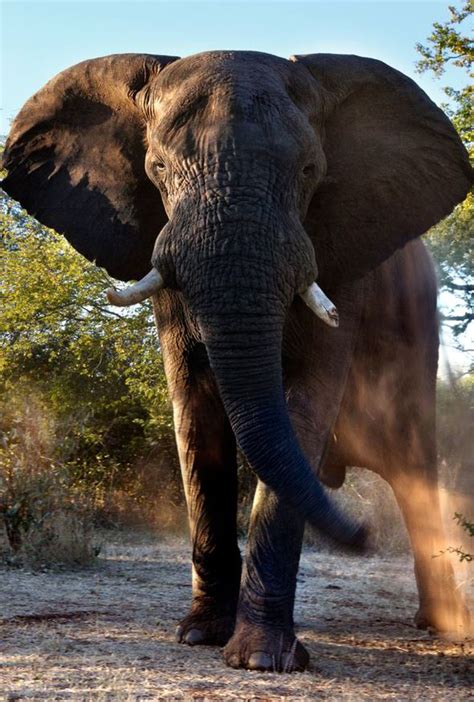 Nations Vow To End Slaughter Of Elephants And Crack Down On Illegal