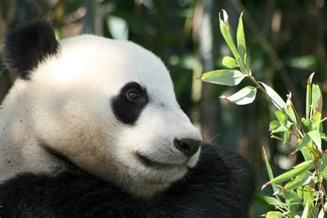 Free Images Panda Mammal Vertebrate Terrestrial Animal Snout