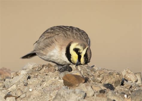 My First Horned Lark Photos Of The Year Feathered Photography