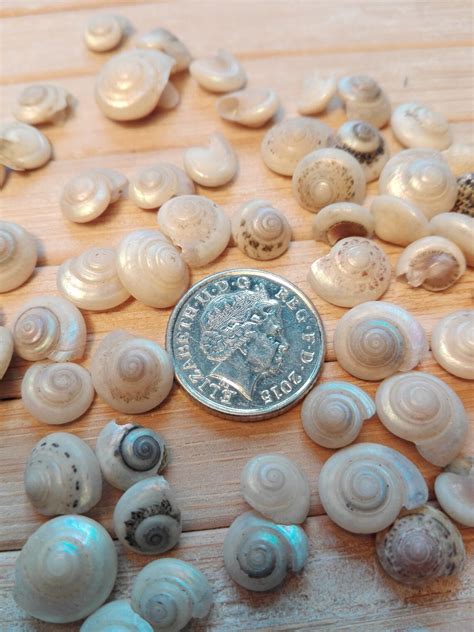 100 White Pearly Seashells Tiny Mini Sea Shells Craft Wedding Etsy