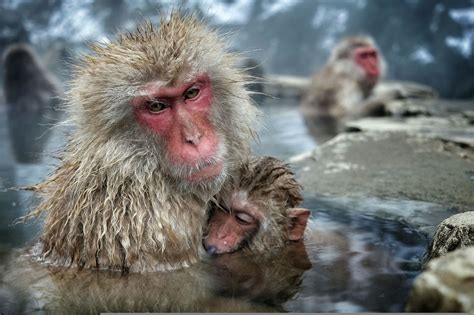Monkeys Relaxing In Hot Springs Japan Hot Springs Japan Monkey