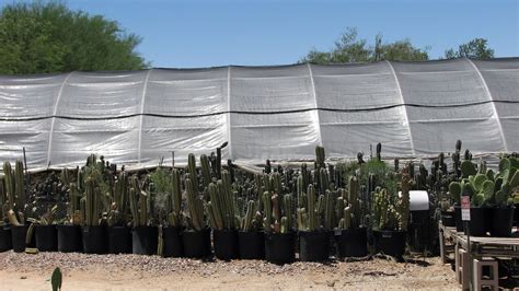 Asked 10 years, 5 months ago. someplace*in*thyme: A Trip To A Cactus Farm And Pink ...