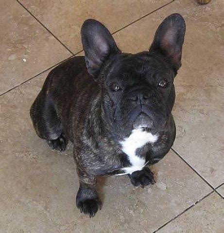 Our blue french bulldogs are short, and stout. Brown Brindle Female French Bulldog for Sale in Florissant ...