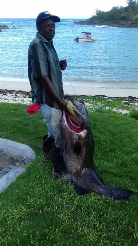 Mckenzie Lands 100lb Rockfish The Royal Gazette Bermuda News