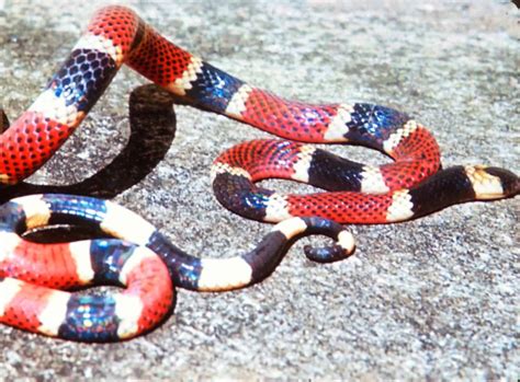 7 Of The Most Dangerous Snakes In Costa Rica Incostarica