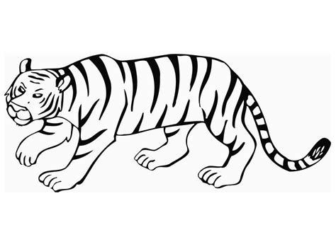 Una Tigre Realistica Disegno Da Stampare E Da Colorare Disegni Da