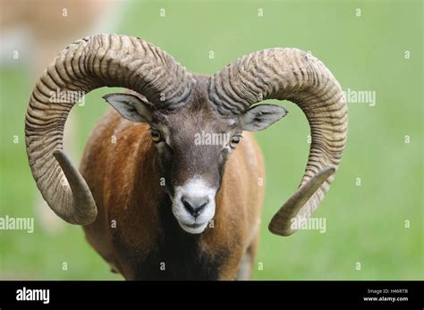 European Mouflon Ovis Orientalis Musimon Portrait Front View