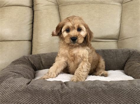 Cockapoos akc registered parents on premises. Cockapoo Puppies For Sale in Indiana, Ohio & Chicago ...