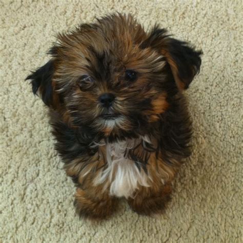 We did not find results for: Pin by Melissa Hope on Puppies | Shorkie puppies, Puppies ...