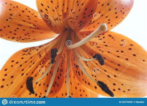 The Inside Of An Orange Tiger Lily Stock Image Image Of Pollen