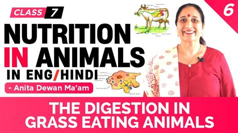 Nutrition In Animals The Digestion In Grass Eating Animals 68