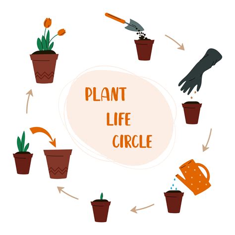 Plant Life Circle Gardening Concept Care For Indoor Plants How To Grow