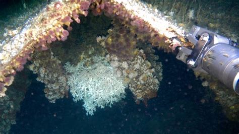 West Coast Shipwrecks Offer A Haven For Fragile Deepwater Corals