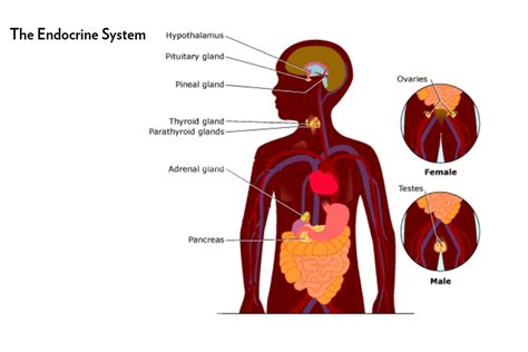 We did not find results for: The Endocrine System & the Harms of Endocrine Disruptors ...