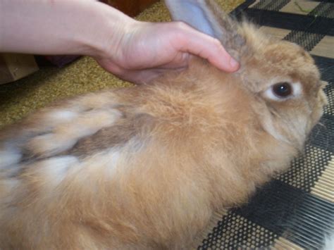 Hair Loss In Rabbits Molting Disease Or Serious Cause