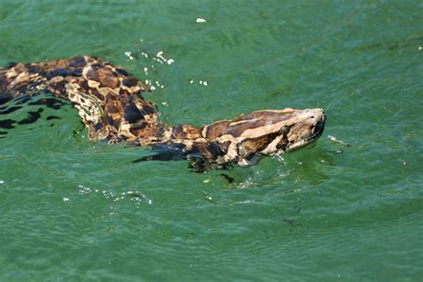 The Epic Battle To Rid Floridas Everglades Of Invasive Burmese Pythons