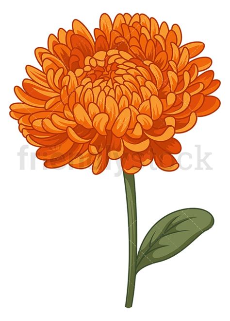 Chrysanthemum Flower Cartoon Clipart Vector Friendlystock