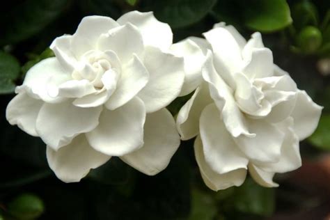 12 White Flowers With Magical Fragrances For Summer Garden Ahstory