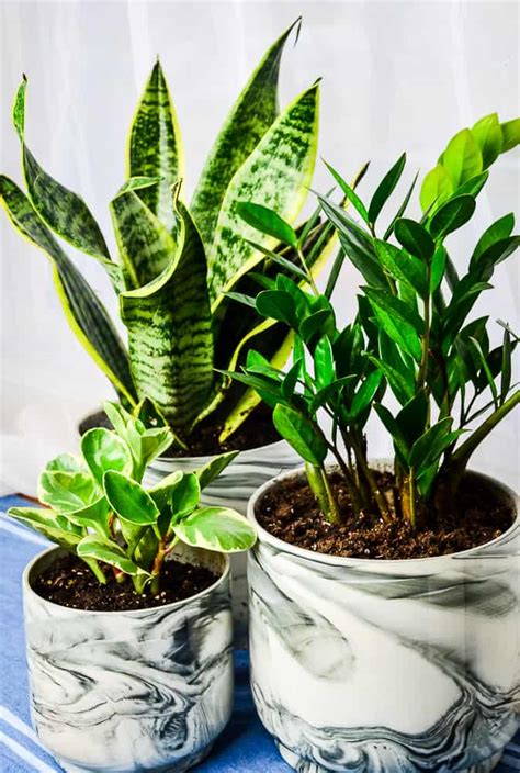 My 5 Favorite House Plants Home In The Finger Lakes