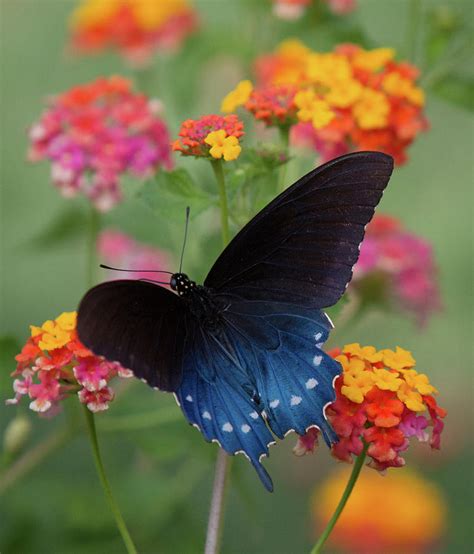 Butterflies get their food from the nectar in flowers. Pipevine Swallowtail Butterfly Photograph by Mark Chandler