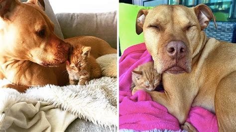 This Pit Bull Loves Cats So His Human Surprised Him With A Kitten Of His Own Youtube