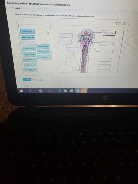 Drag the labels to identify the structures of a long bone. Solved: Art-labeling Activity: Structural Features Of A Ty ...