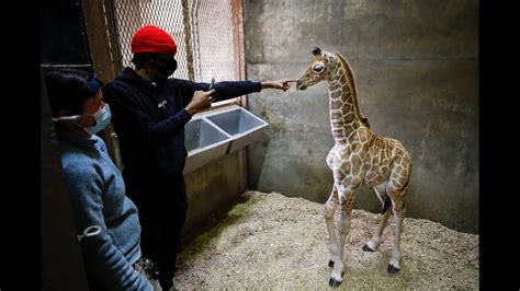 Ja Morant Meets New Giraffe Calf Named Ja Raffe After The Grizzlies