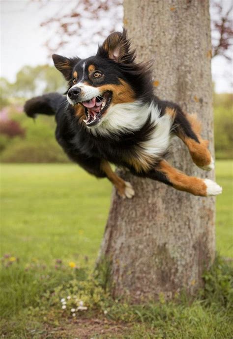 12 Border Collies Totally Defying The Laws Of Physics Collie Dog