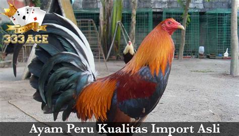 Pertarungan sabung ayam taji pisau bukan hanya populer di nusantara namun diberbagai negara seperti filipina dan vietnam juga sangat digemari. 76+ Gambar Ayam Filipina Peru Paling Bagus - Infobaru