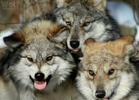 Wolf family photo | Animals, Wolf spirit, Husky