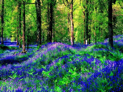 Flowers In Summer Forest Wallpaper Colorful Wallpaper Better