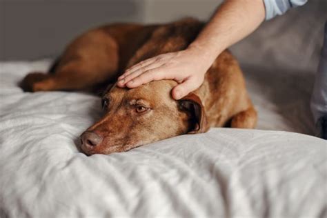 Signs Of Cancer In Dogs Great Pet Care