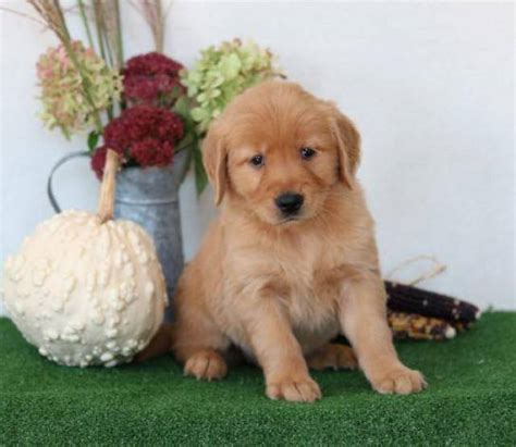 They will be ready around memorial day weeke. Playful Golden Retriever puppies - Las Vegas - Animal, Pet
