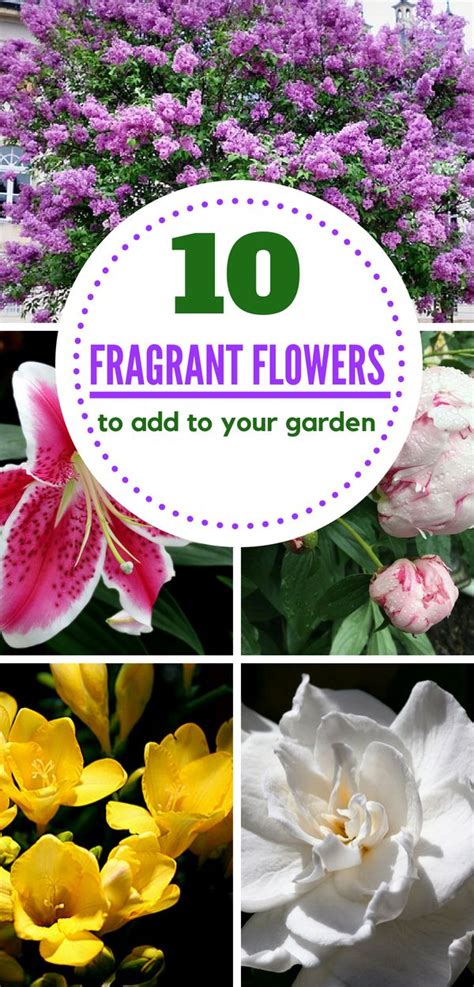 How To Grow A Fragrant Garden Natalie Linda Best Smelling Flowers